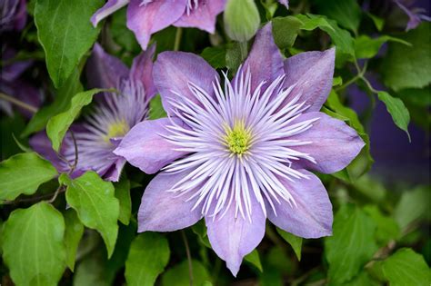 How to grow clematis | Clematis plants, Clematis, Clematis vine