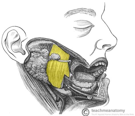 The Muscles of Mastication - Attachments - Actions - Innervation - TeachMeAnatomy