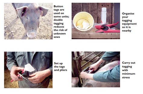 Tagging Animals for Identification | The Pig Site