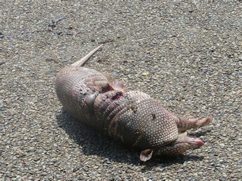 PrunePicker: Dead Armadillo Season.