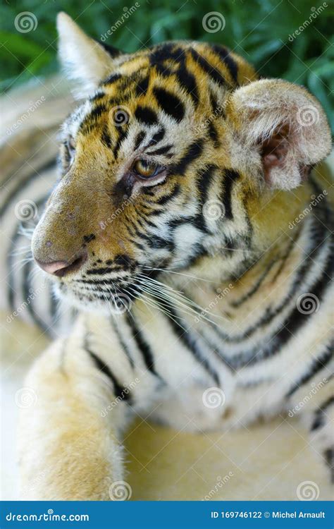 Head of Bengal Tiger in the Rainforest Stock Photo - Image of india, hunter: 169746122