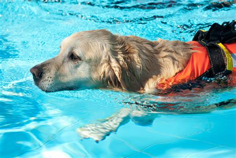 Hydrotherapy for Dogs: Benefits & Types Of Water Therapy For Dogs