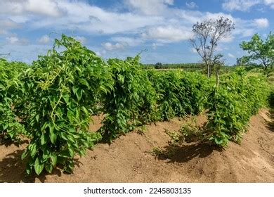 Yam Cultivation: Over 5,027 Royalty-Free Licensable Stock Photos | Shutterstock