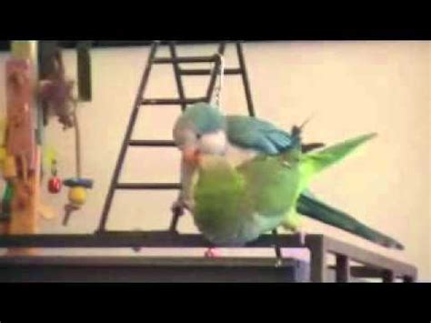 quaker parrots mating - YouTube