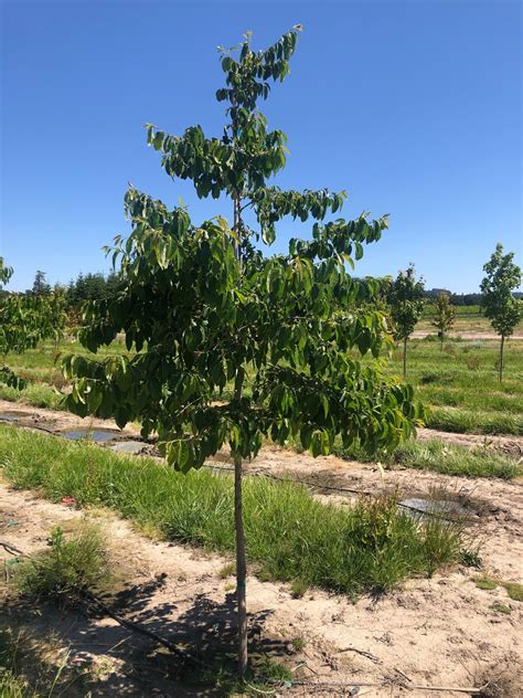 American Persimmon Tree Profile by Kuenzi Turf & Nursery