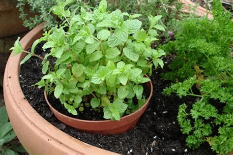 Spearmint - Hello Hello Plants & Garden Supplies