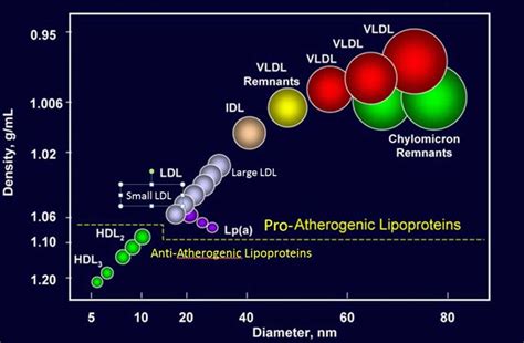 Lipoprotein function, types, lipoprotein-a test and lipoprotein lipase function