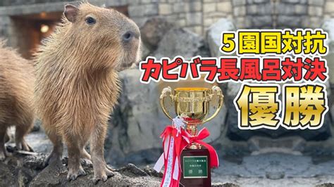 Japanese Capybara Wins Competition For Longest Onsen Soak