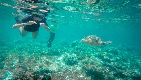 Apo Island 2020 - Snorkeling & Diving with the turtles - Daily Travel Pill