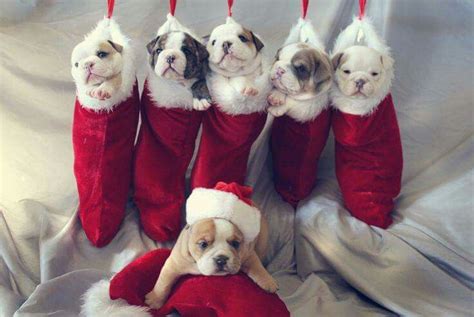 Christmas puppies in stockings | Bulldog puppies, Newborn puppies, English bulldog puppies