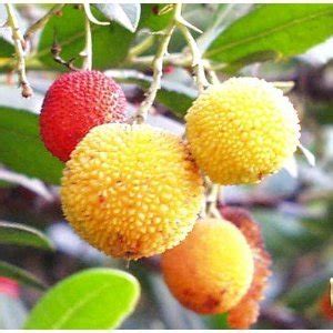 Bonsai Fruit Tree: Marina Strawberry Tree -Arbutus- Outdoors/Edible/Bonsai by Hirts: Trees & Shrubs