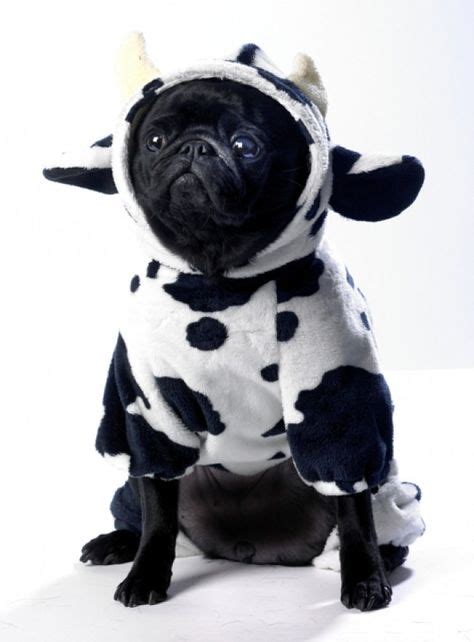 Pin by Stacy Jackson on Pugs | Cute pugs, Pugs in costume, Black pug ...