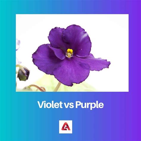 Violet vs Purple: Difference and Comparison