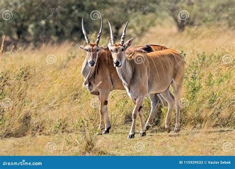 Male Kudu Antelope Tragelaphus Strepsiceros in Natural Habitat, Etosha National Park, Namibia ...