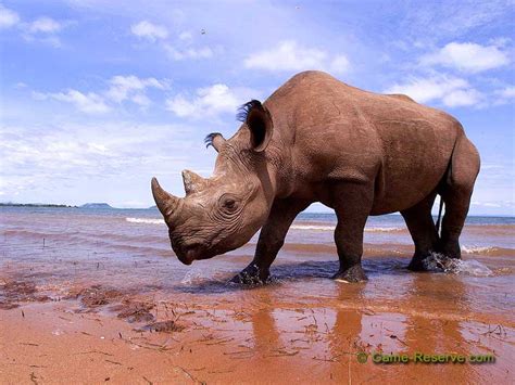 Game-Reserve.com | African Wildlife Screensavers | Black Rhino