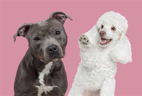 Pitbull Poodle Mix - 7 Things You Need To Know | PawLeaks