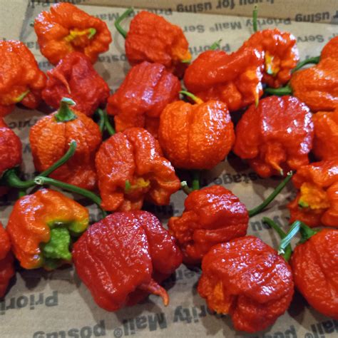 Dragon's Breath Chili Pepper Seeds – Pepper Joe’s