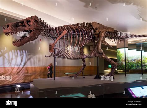 Fossil skeleton of the famous "Sue" the T. Rex in display. The Field Museum. Chicago, Illinois ...