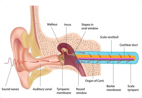 How Is A Sound Wave Transmitted To The Organ Of Corti: A Detailed ...