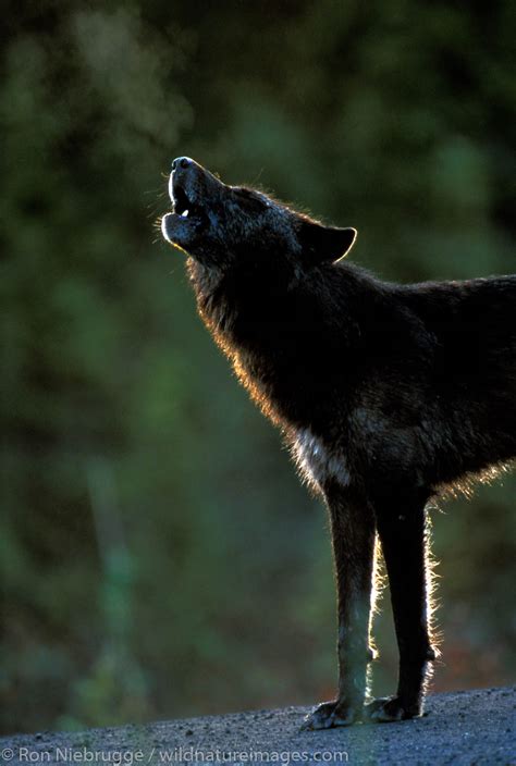 gray wolf howling | Denali National Park, Alaska. | Photos by Ron Niebrugge