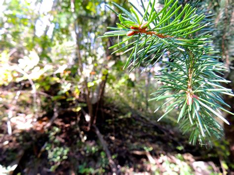 Needles,conifer,forest,tree,branch - free image from needpix.com