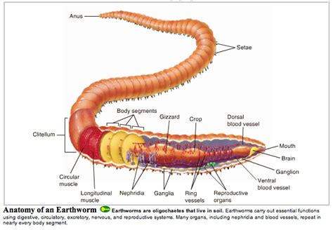 Earthworm Diagram For Kids
