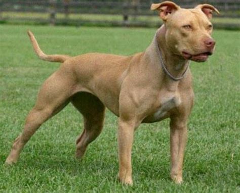 Beautiful rednose pitbull | Pitbull terrier, Pitbull dog, American pitbull terrier