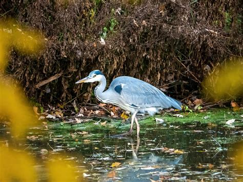 Heron Bird Nature - Free photo on Pixabay - Pixabay