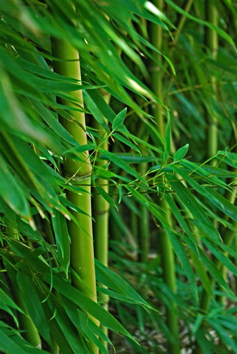 Bamboo Stalks Photograph by Michelle Cruz - Pixels