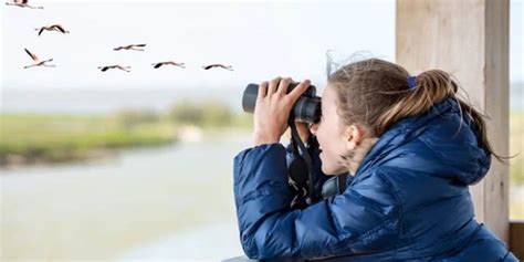 How to Choose Binoculars for Bird Watching