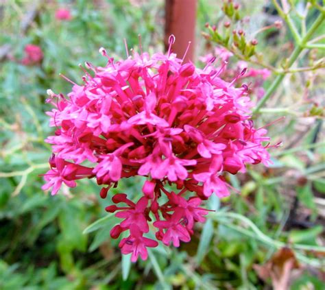 Jupiter's Beard or Red Valerian Seeds Centranthus ruber