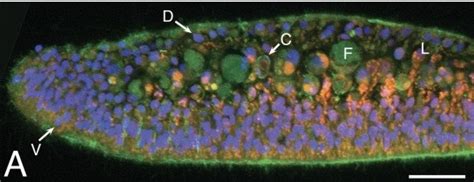 Trichoplax - microbewiki