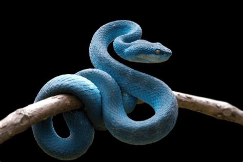 6,263 Close Snake Blue Royalty-Free Photos and Stock Images | Shutterstock