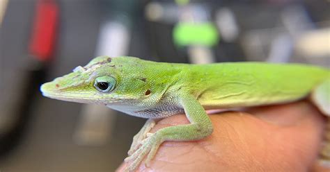 UF Study: Where brown anoles invade, native green anoles reach new ...