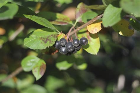 How to Identify Chokecherries in the Wild | Sciencing