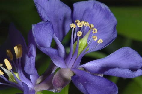 Slideshow 711-24: Blue flower of Lignum Vitae (Gaiac tree, Guaiacum...of Natural Science ...