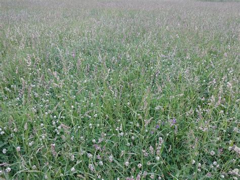 Pasture Mix for Sheep - Cornell Small Farms