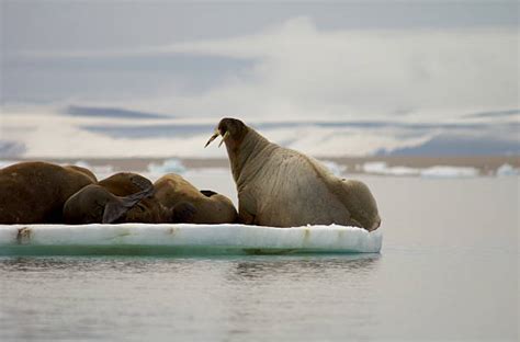 Albino Walrus Stock Photos, Pictures & Royalty-Free Images - iStock