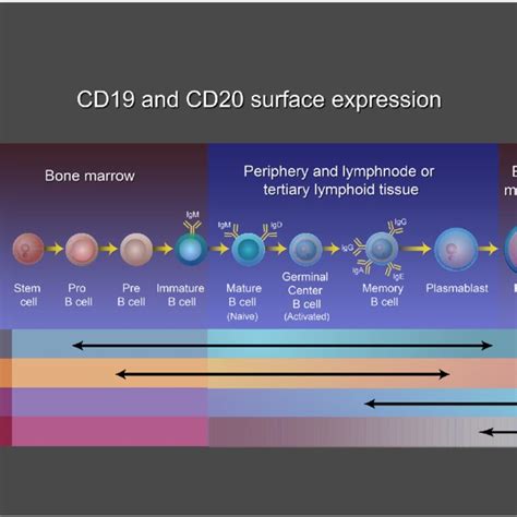 B cell CD markers. The B cell maturation process involves two phases of ...