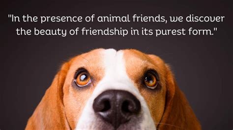 Heartwarming Connections: 56 Quotes Embracing Animal Friendships ...