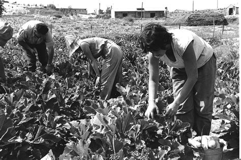 Why Israeli farmers are struggling — and government policies aren't helping - UW Stroum Center ...