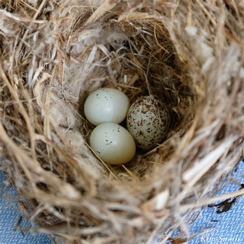 House Finch Eggs | Kim Smith Films