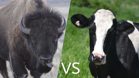 Bison VS Cows (What’s the Difference?) - Floofmania