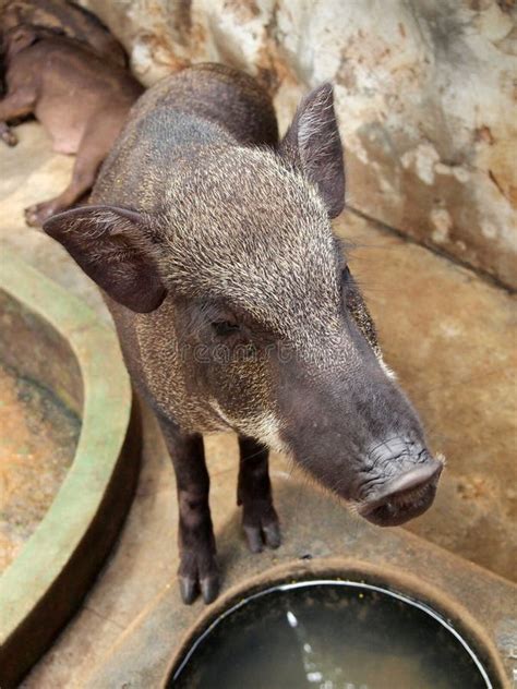 137 Wild Boar Pig Razorback Hog Stock Photos - Free & Royalty-Free ...