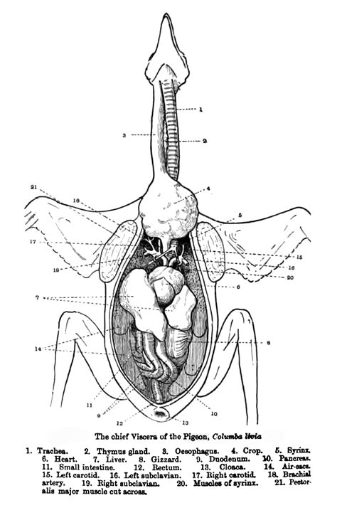 The Five of Us: Turkey Anatomy Lesson