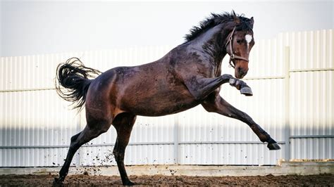 The Fastest Horse Breed In The World