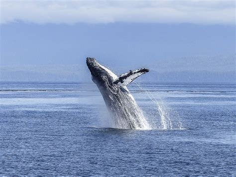 Humpback Whale Natural Spectacle - Free photo on Pixabay