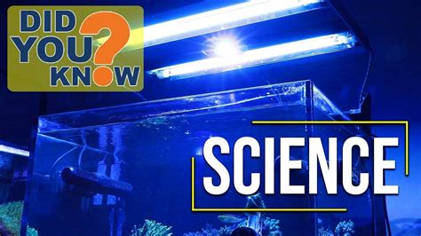 What is the Best Reef Tank Lighting Schedule? - Bulk Reef Supply