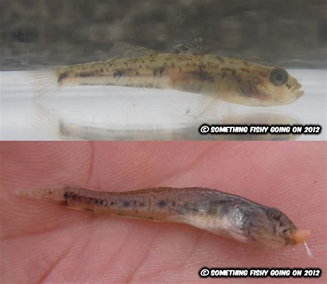 Something Fishy Going On: An idiot's guide to U.K. goby identification.