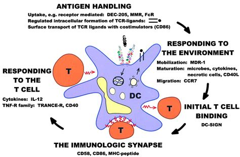 DC-SIGN: Cell